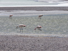 Phoenicoparrus jamesi