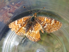 Phyciodes orseis