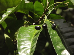 Pitaviaster haplophyllus