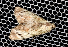Enchesphora recurvalis