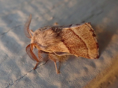 Malacosoma californica