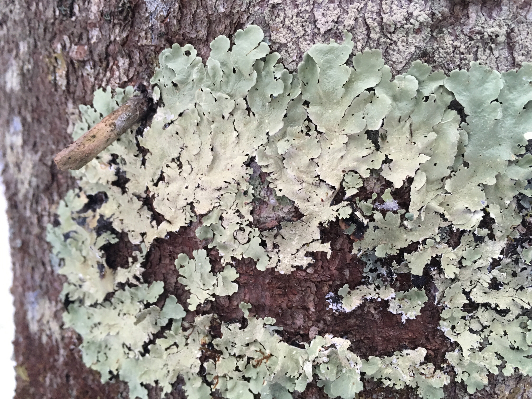 Flavoparmelia caperata image