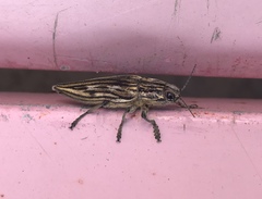 Chalcophora japonica