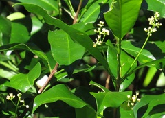 Pitaviaster haplophyllus