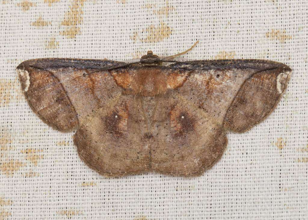 Thysanopyga carfinia