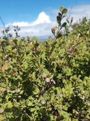 Leptospermum glaucescens