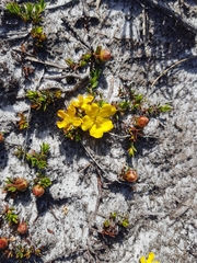 Hibbertia procumbens