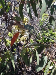 Eucalyptus nitida