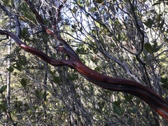 Arctostaphylos columbiana