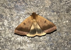 Ophiusa trapezium
