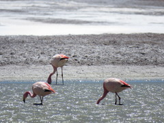 Phoenicoparrus jamesi