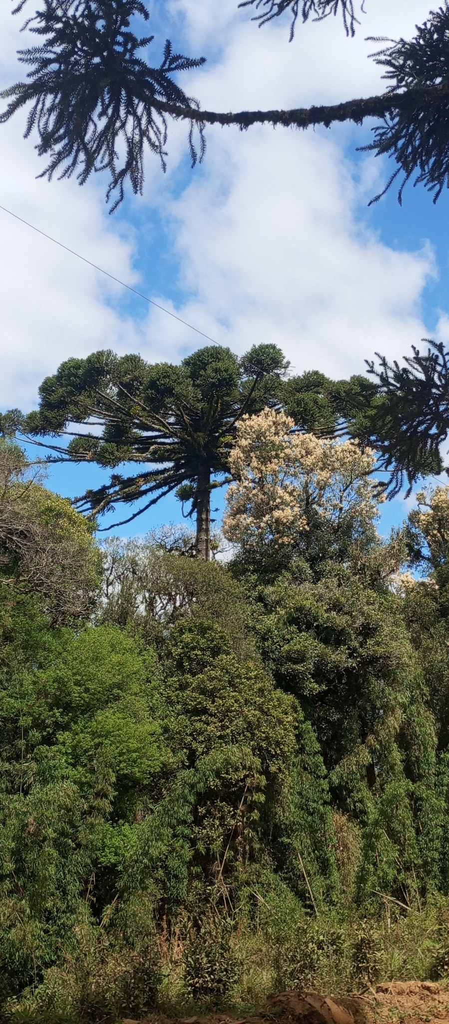 Araucaria angustifolia