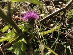 Cirsium nipponicum incomptum