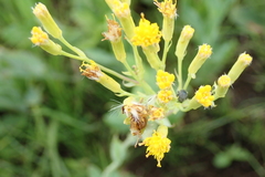 Senecio bupleuroides