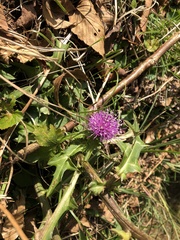 Cirsium nipponicum incomptum