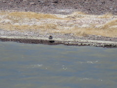 Charadrius alticola