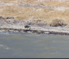 Charadrius alticola