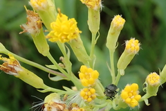 Senecio bupleuroides