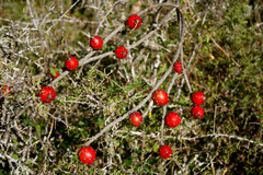 Peniocereus striatus