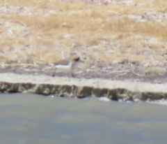 Charadrius alticola