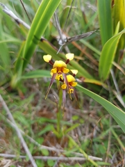 Diuris palustris