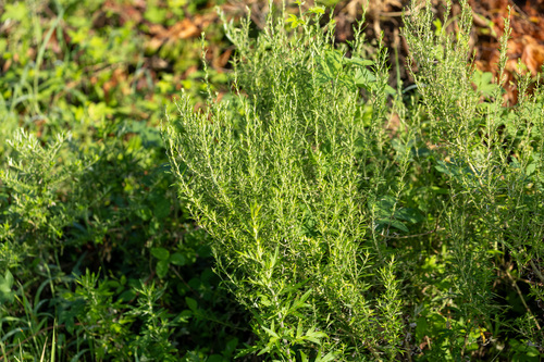 Artemisia lancea iNat (3)