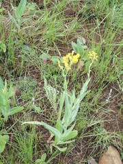 Senecio bupleuroides
