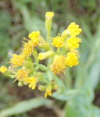 Senecio bupleuroides