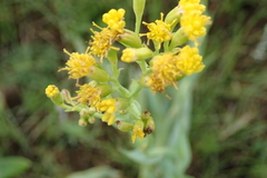 Senecio bupleuroides