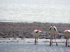 Phoenicoparrus jamesi