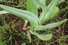 Senecio bupleuroides