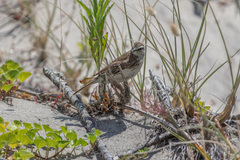 Anthus novaeseelandiae