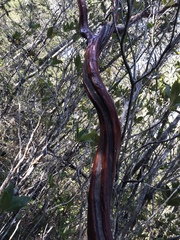 Arctostaphylos columbiana