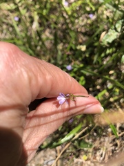 Lobelia anceps
