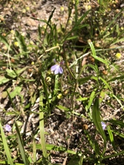Lobelia anceps
