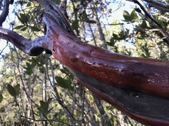 Arctostaphylos columbiana