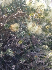 Melaleuca squarrosa