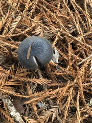 Entoloma subcarneum