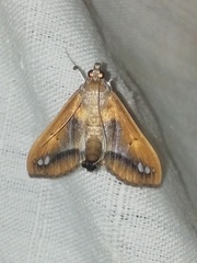 Diaphania fumosalis