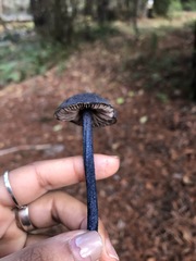Entoloma subcarneum