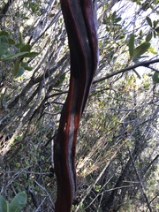 Arctostaphylos columbiana