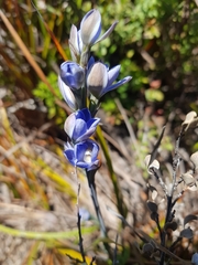 Thelymitra aristata