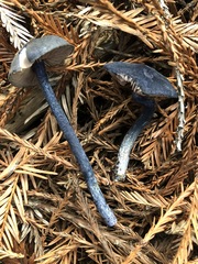 Entoloma subcarneum