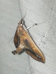 Diaphania fumosalis