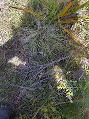 Poa rodwayi