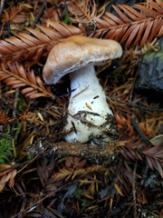 Cortinarius laniger