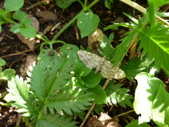 Eupithecia tantillaria