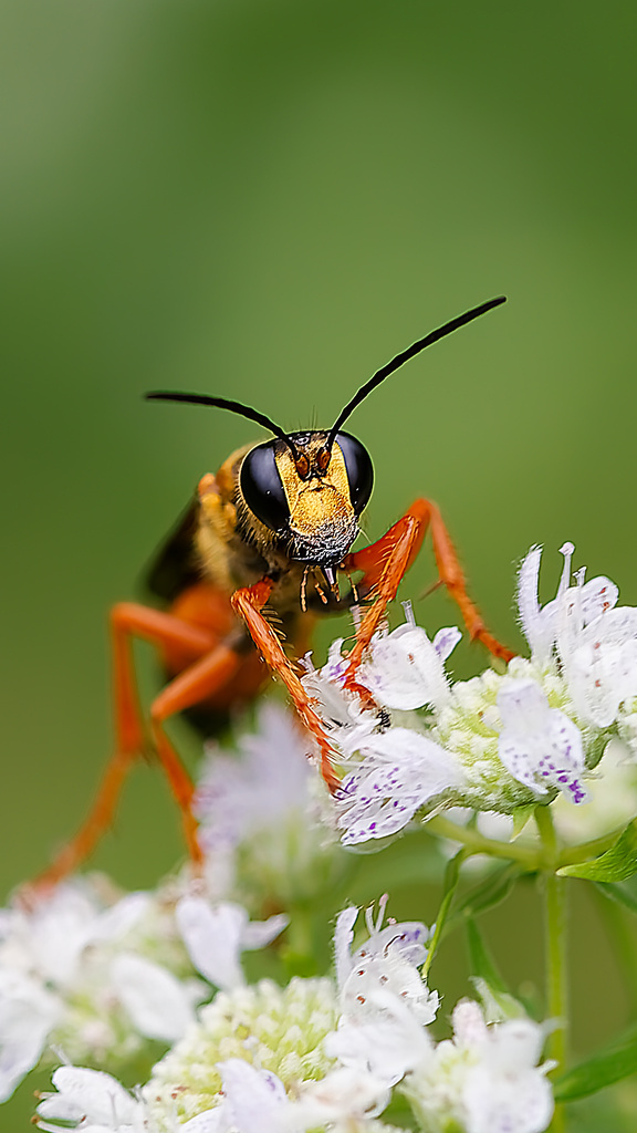 Great golden digger wasp (Sphex ichneumoneus)