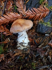 Cortinarius laniger
