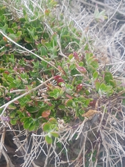 Rhagodia candolleana
